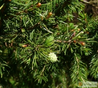 Picea abies Cupressina -- Zypressen-Fichte